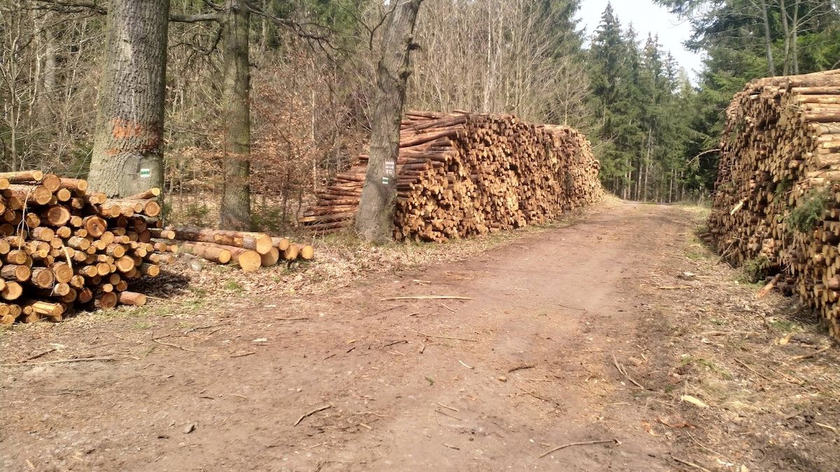 Lesy ČR se loni díky státní podpoře dostaly do zisku
